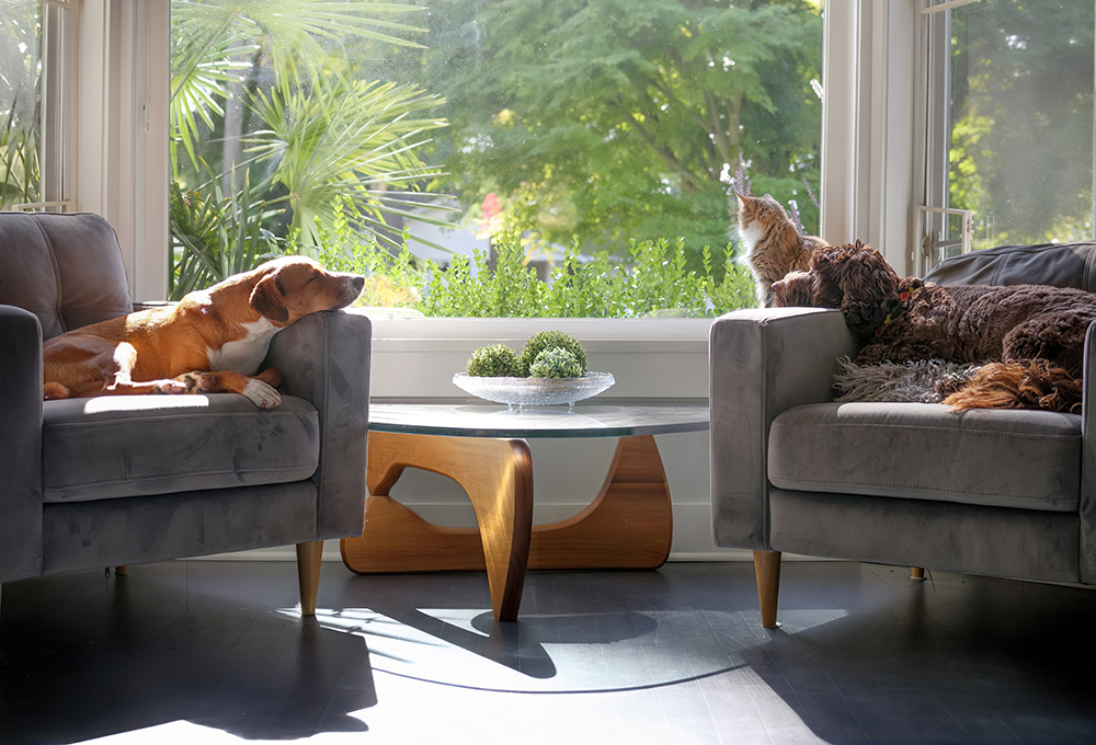 リビングの窓際に犬と猫がソファに座る様子