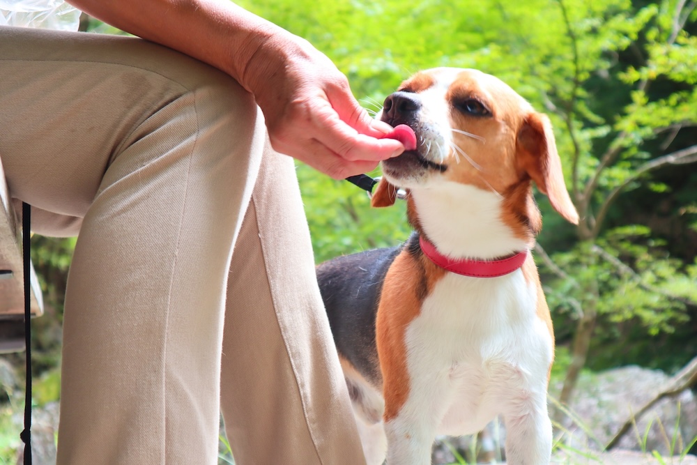 犬と飼い主