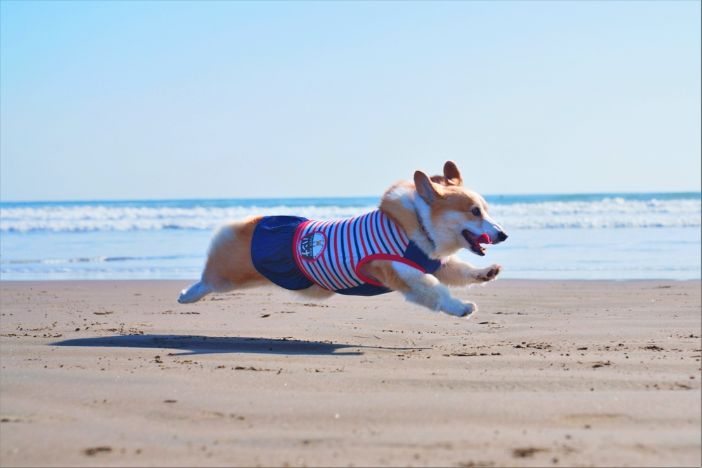 ビーチを走る犬