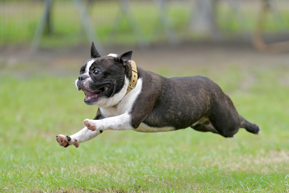 走る小型犬