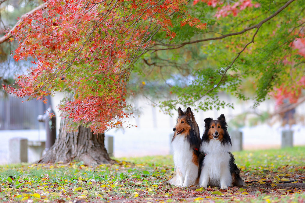 佇む中型犬