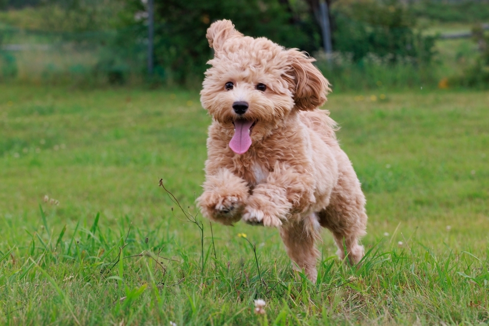 小型犬がドッグランで遊んでいる様子