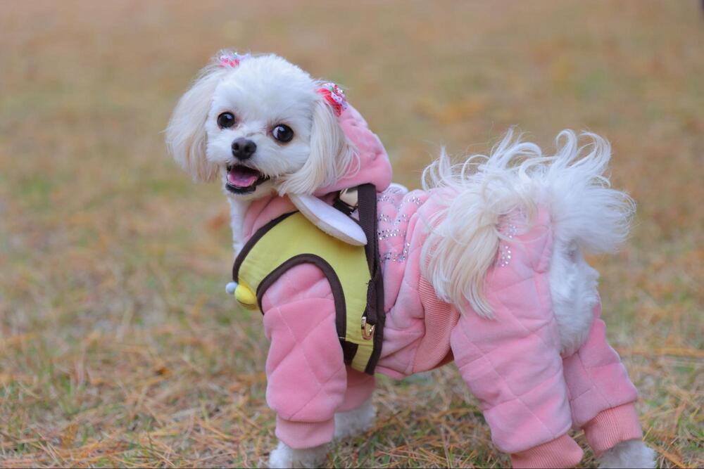 こちらを見る小型犬