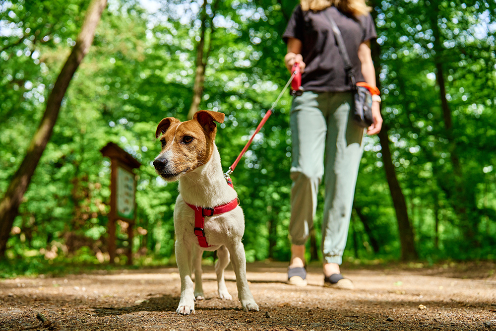 森の中で犬を散歩させている様子