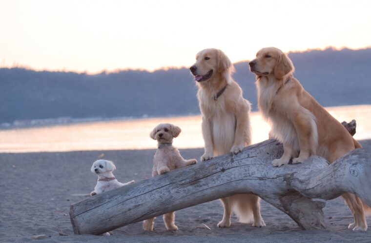 複数の犬