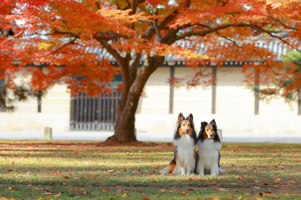 犬