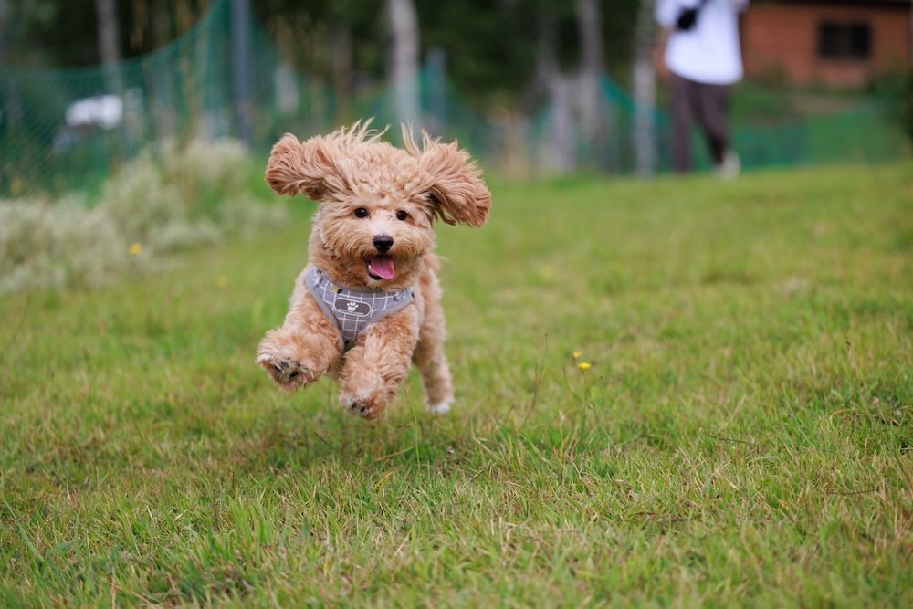 走る犬