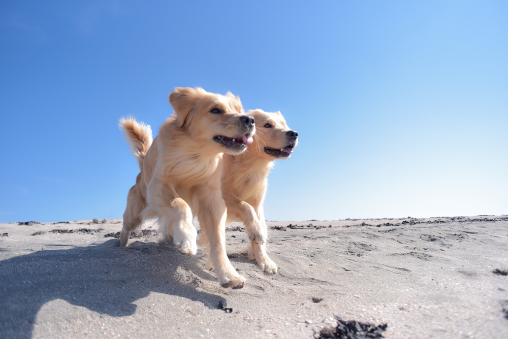 走る大型犬