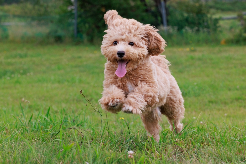 走る犬